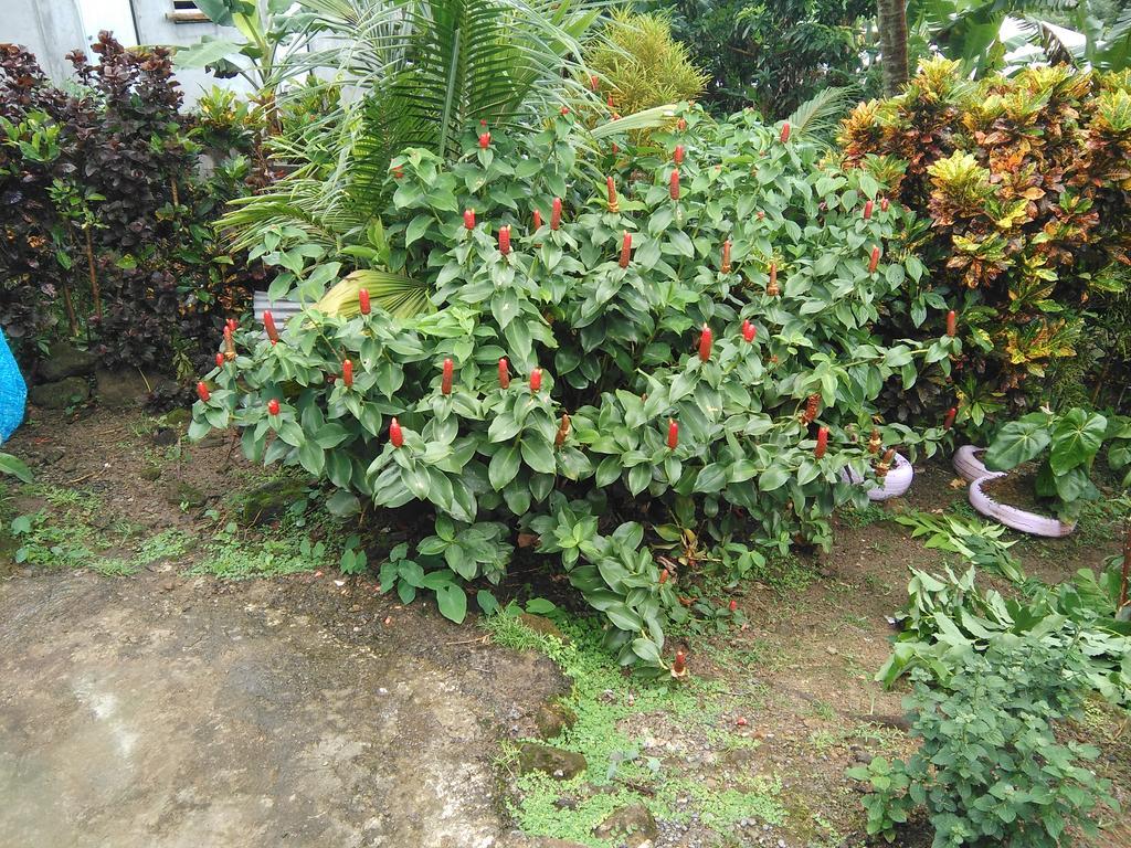 Anthurium Apartment Roseau Exterior foto
