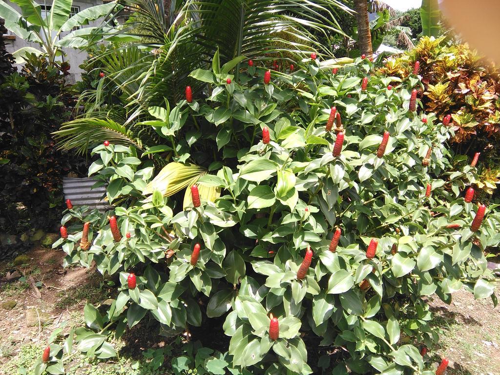 Anthurium Apartment Roseau Exterior foto